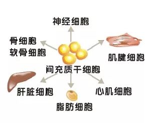 最新心肌干细胞带来心脏新生与励志奇迹